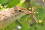 Reed_Warbler_-_Frampton_5_Jul_2013_28229.jpg