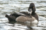 Filename=Ring-necked_Duck_-_KoB_6_Oct_2011_(3).jpg
Filesize=92KiB
Dimensions=600x400
Date added=Oct 06, 2011 Ring-necked_Duck_-_KoB_6_Oct_2011_(3).jpg