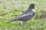 Ring_Ouzel_-_Woodhall_23_Apr_2012_(2).jpg