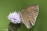 Ringlet_-_KoB_23_Jul_2012.jpg