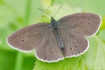 Ringlet_-_KoB_2_Jul_2013.jpg