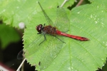 Ruddy_Darter_-_KoB_12_Sep_2011.jpg