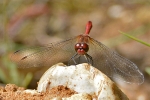 Ruddy_Darter_-_KoB_14_Aug_2012.jpg