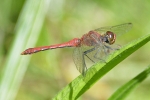 Ruddy_Darter_-_KoB_31_Aug_2012.jpg