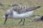 Sanderling_-_KoB_19_May_2012.jpg