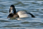 Filename=Scaup_-_Frampton_11_Jan_2012_(1).jpg
Filesize=81KiB
Dimensions=600x400
Date added=Jan 11, 2012 Scaup_-_Frampton_11_Jan_2012_(1).jpg