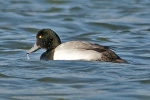 Filename=Scaup_-_Frampton_11_Jan_2012_(2).jpg
Filesize=88KiB
Dimensions=600x400
Date added=Jan 11, 2012 Scaup_-_Frampton_11_Jan_2012_(2).jpg