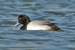 Scaup_-_Frampton_11_Jan_2012_(2).jpg