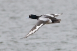 Filename=Scaup_-_KoB_30_Mar_2013_28229.jpg
Filesize=83KiB
Dimensions=600x400
Date added=Mar 30, 2013 Scaup_-_KoB_30_Mar_2013_28229.jpg