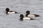 Scaup___KoB_5_Apr_2014.jpg