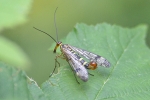 Scorpion_Fly_-_KoB_22_Aug_2012.jpg