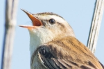 Sedge_Warbler_-_Frampton_15_May_2014.jpg