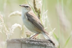 Sedge_Warbler_-_Frampton_5_Jul_2013_28129.jpg