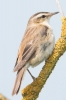 Sedge_Warbler_-_Frampton_5_Jul_2013_28229.jpg