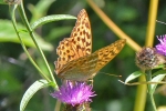 Silver-washed_Fritillary_-_CFW_29_Jul_2014_28129.jpg