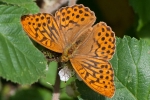 Silver-washed_Fritillary_-_CFW_30_Jul_2015.jpg