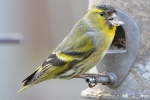 Siskin_-_Brixham_4_Apr_2016.jpg