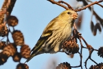 Siskin_-_KoB_13_Dec_2012_28229.jpg