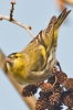 Siskin_-_KoB_30_Jan_2015_28229.jpg