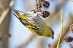 Siskin_-_KoB_4_Feb_2013.jpg