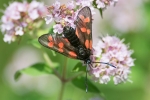 Filename=Six-spot_Burnet_-_KoB_27_Jul_2013.jpg
Filesize=88KiB
Dimensions=600x400
Date added=Jul 28, 2013 Six-spot_Burnet_-_KoB_27_Jul_2013.jpg