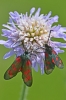 Six-spot_Burnet_-_Red_Hill_18_Jul_2013_28129.jpg