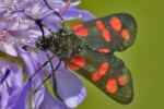 Six-spot_Burnet_-_Red_Hill_18_Jul_2013_28229.jpg