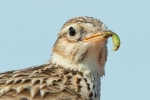 Skylark_-_Frampton_15_May_2014.jpg