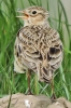 Skylark_-_Frampton_18_Apr_2014_28129.jpg