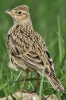 Skylark_-_Frampton_18_Apr_2014_28229.jpg