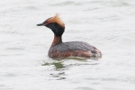 Filename=Slavonian_Grebe_-_KoB_1_May_2012_(1).jpg
Filesize=75KiB
Dimensions=600x400
Date added=May 01, 2012 Slavonian_Grebe_-_KoB_1_May_2012_(1).jpg