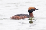 Filename=Slavonian_Grebe_-_KoB_1_May_2012_(2).jpg
Filesize=73KiB
Dimensions=600x400
Date added=May 01, 2012 Slavonian_Grebe_-_KoB_1_May_2012_(2).jpg