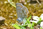 Small_Blue_-_KoB_18_Aug_2012.jpg