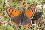 Small_Copper_-_Kirkby_Moor_3_May_2011.jpg