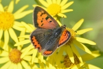 Small_Copper_-_KoB_7_Aug_2012.jpg