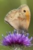 Small_Heath_-_KoB_12_Jul_2012.jpg