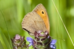 Small_Heath_-_KoB_7_Jul_2012.jpg