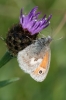 Small_Heath_-_Red_Hill_22_Jul_2013.jpg