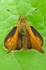 Small_Skipper_-_KoB_14_Jun_2014.jpg