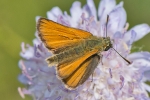 Small_Skipper_-_Red_Hill_22_Jul_2013.jpg