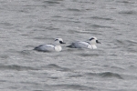 Smew_-_KoB_24_Feb_2012.jpg