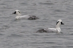 Smew_-_KoB_28_Feb_2012.jpg