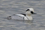 Smew_-_KoB_3_Jan_2013_edited-1.jpg