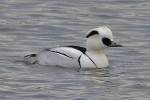 Smew_-_KoB_3_Jan_2013_edited-1.jpg