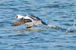 Smew_-_KoB_4_Feb_2014.jpg