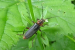 Soldier_Beetle_-_KoB_3_Jun_2014.jpg