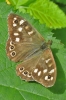 Speckled_Wood_-_KoB_13_Jun_2014.jpg