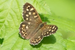 Speckled_Wood_-_KoB_26_May_2014.jpg