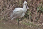 Spoonbill_-_Frampton_11_Jan_2012.jpg