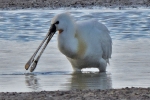 Spoonbill_-_Frampton_18_Apr_2014_28129.jpg